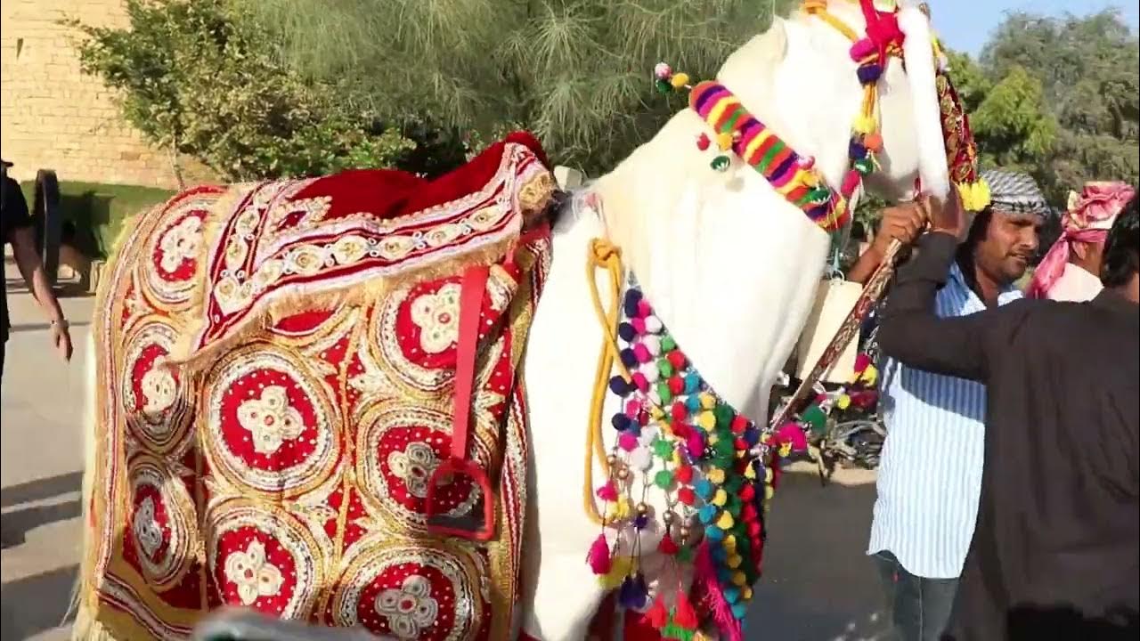 Horses on Hire